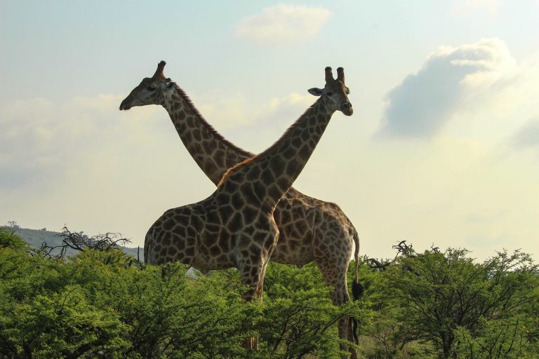 giraffes-africa
