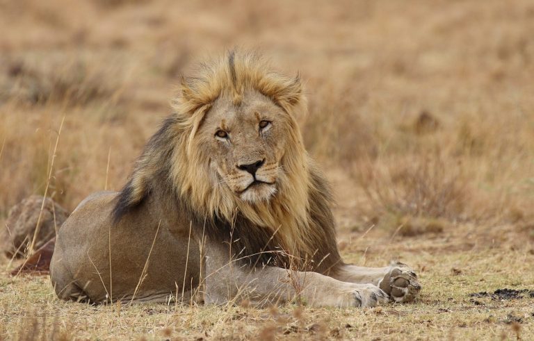 lion-tanzania
