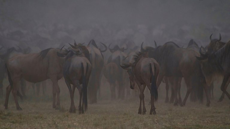 wildebeest