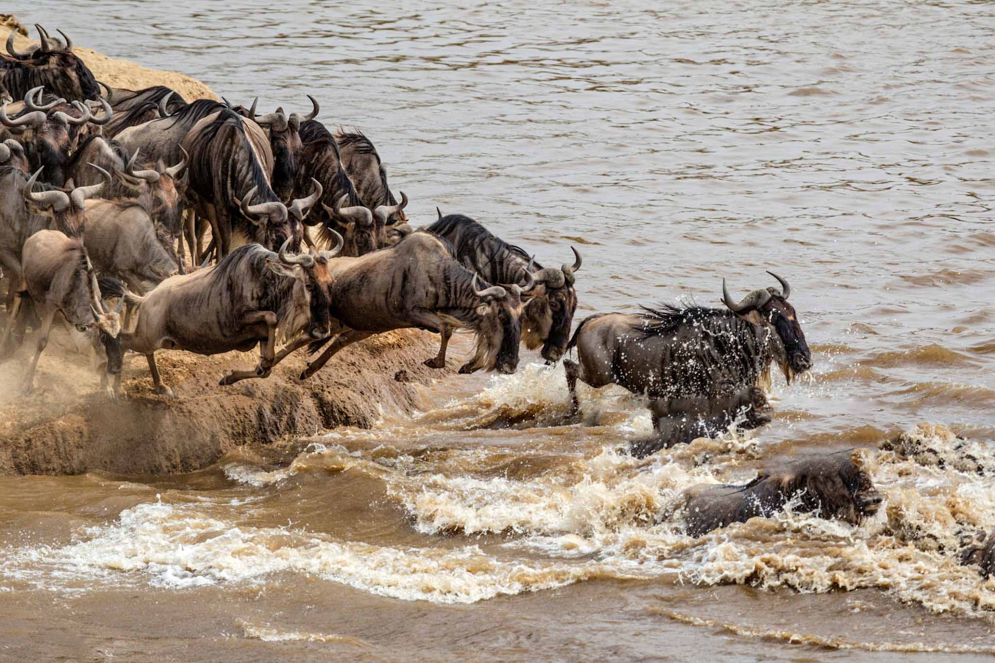 The areas to be covered are Lake Ndutu and the Southern and Central areas of Serengeti National Park