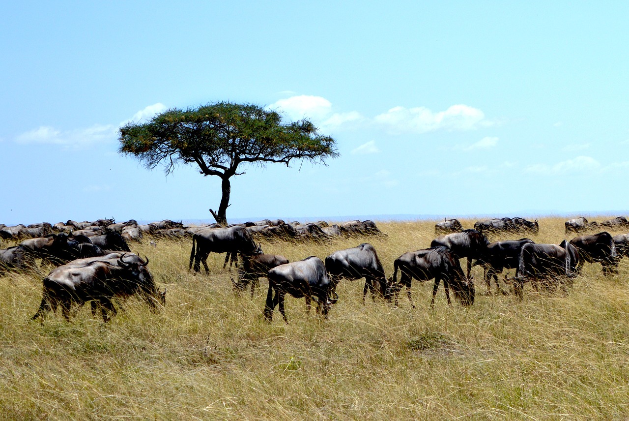 This safari is offered year-round and features the most famous parks in Tanzania.