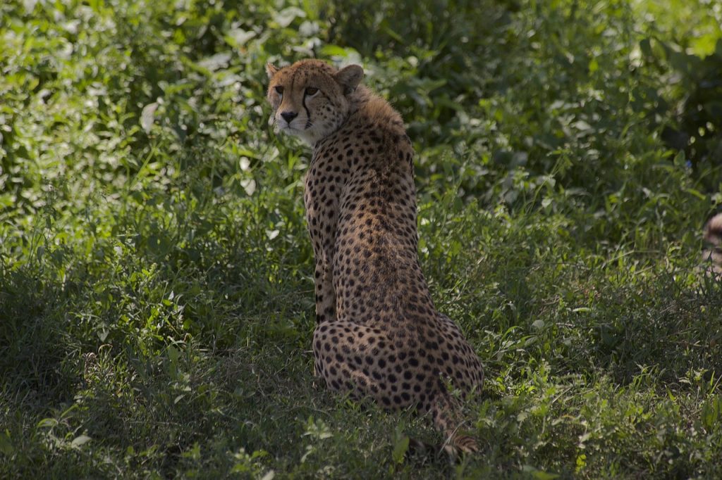 From December to April you can enjoy the calving season, wherein the wildebeest complete their annual migration