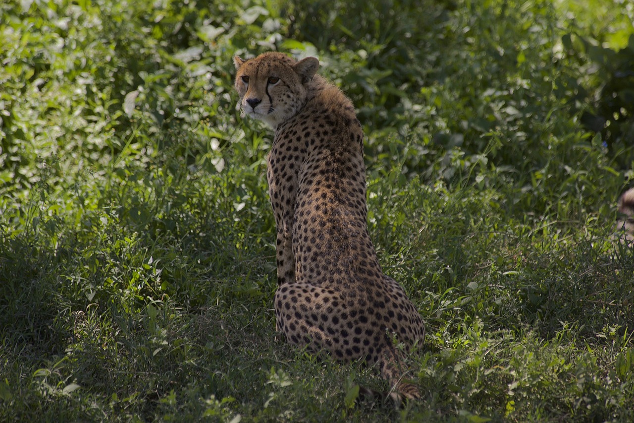 From December to April you can enjoy the calving season, wherein the wildebeest complete their annual migration