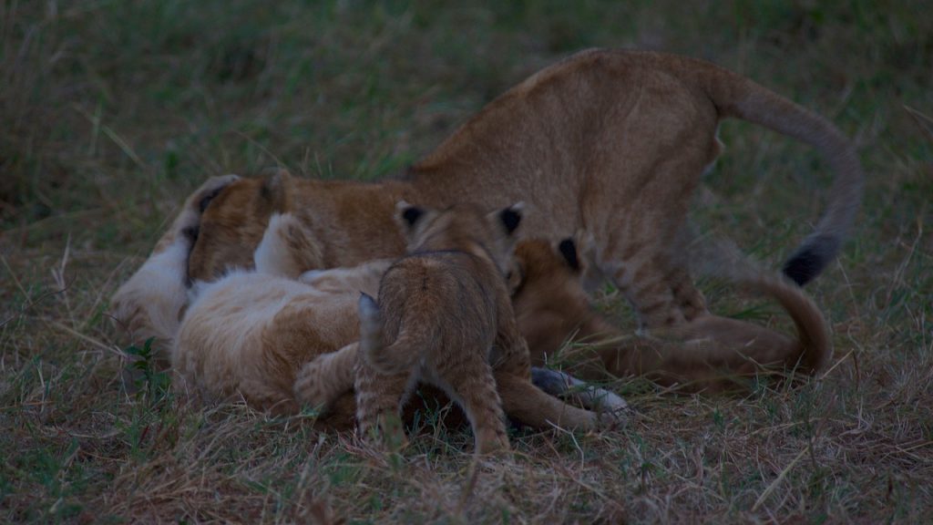 The areas to be covered are Lake Ndutu and the Southern and Central areas of Serengeti National Park