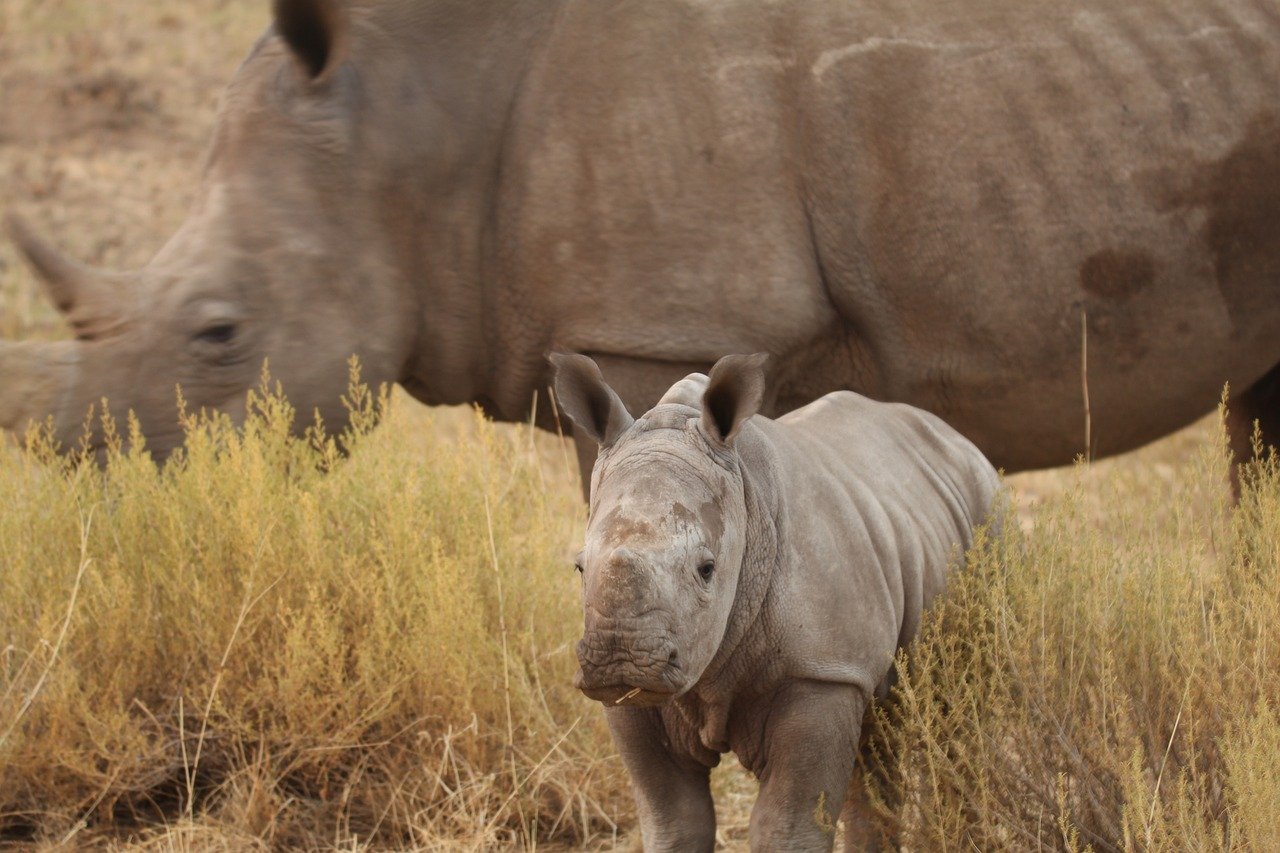 rhinos-africa