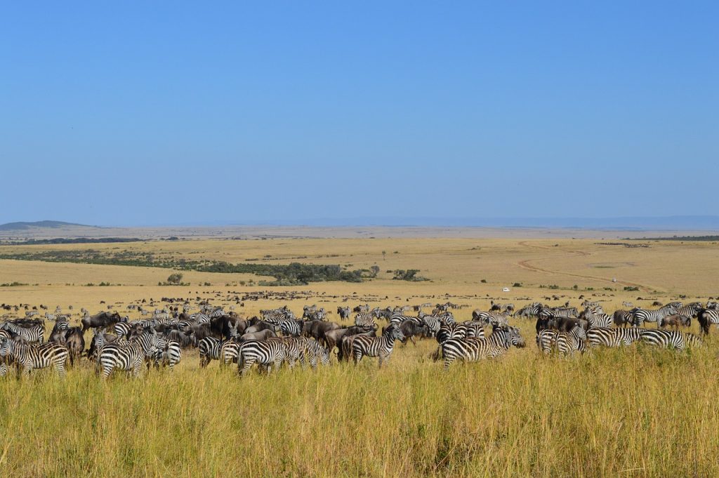8 Days The Great Wildebeest Calving Migration Safari